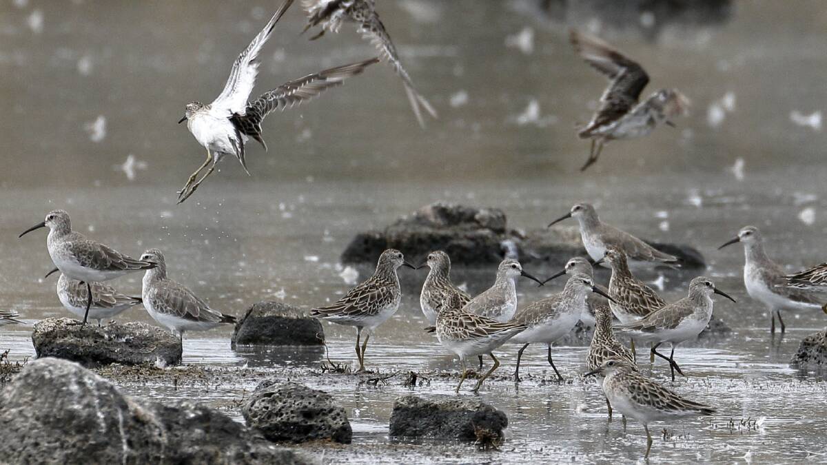 A mixed flock of sharp-tailed sandpipers and curlew sandpipers, both of which have been spotted at Lake Goldsmith this year. Picture by Ed Dunens