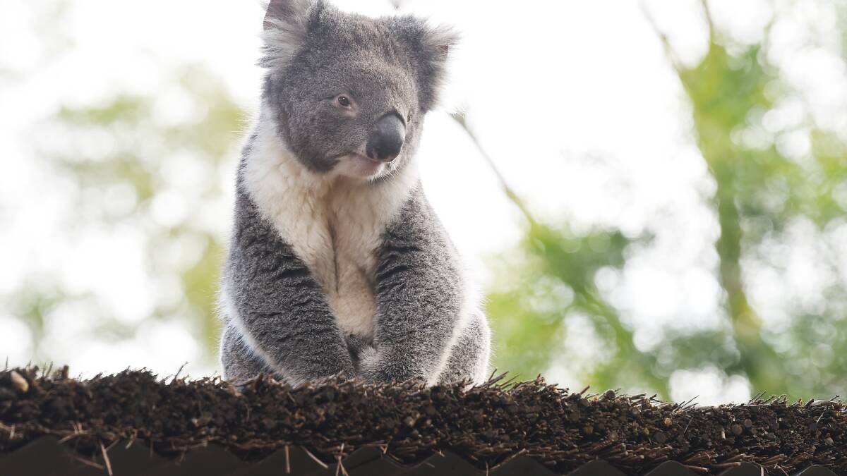 Another koala relaxing atop of an enclosure at the wildlife park. Picture by Kate Healy