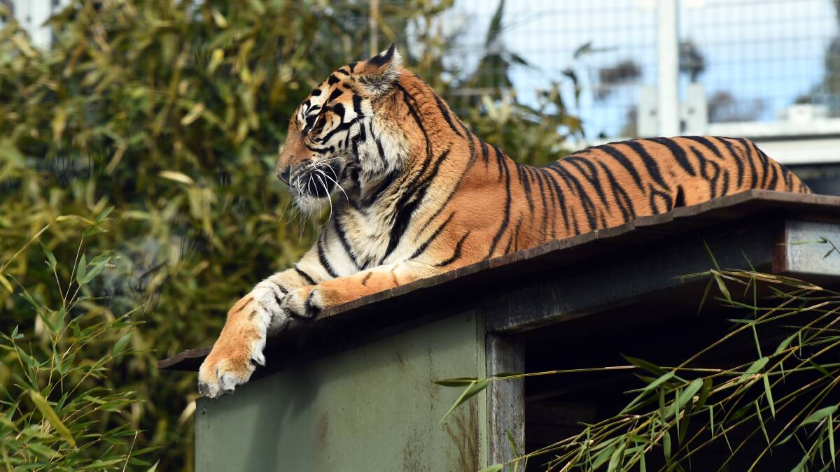 Akasha keeping an eye over her new home at Ballarat Wildlife Park. Pictures by Kate Healy 