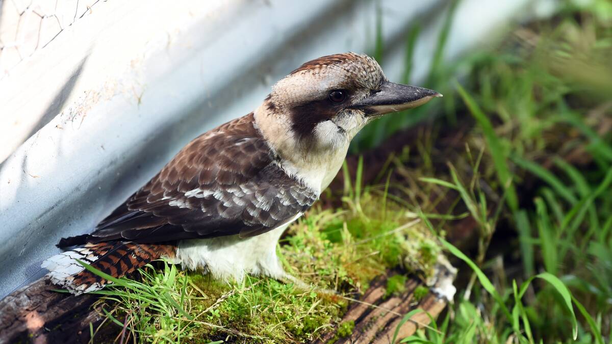 An injured kookaburra chilling out at the Shanhaven Shelter. Picture by Kate Healy