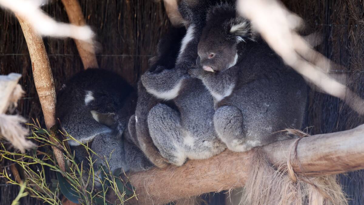 Colony of koalas cuddling on a chilly winters day at Ballarat Wildlife Park. Picture by Kate Healy