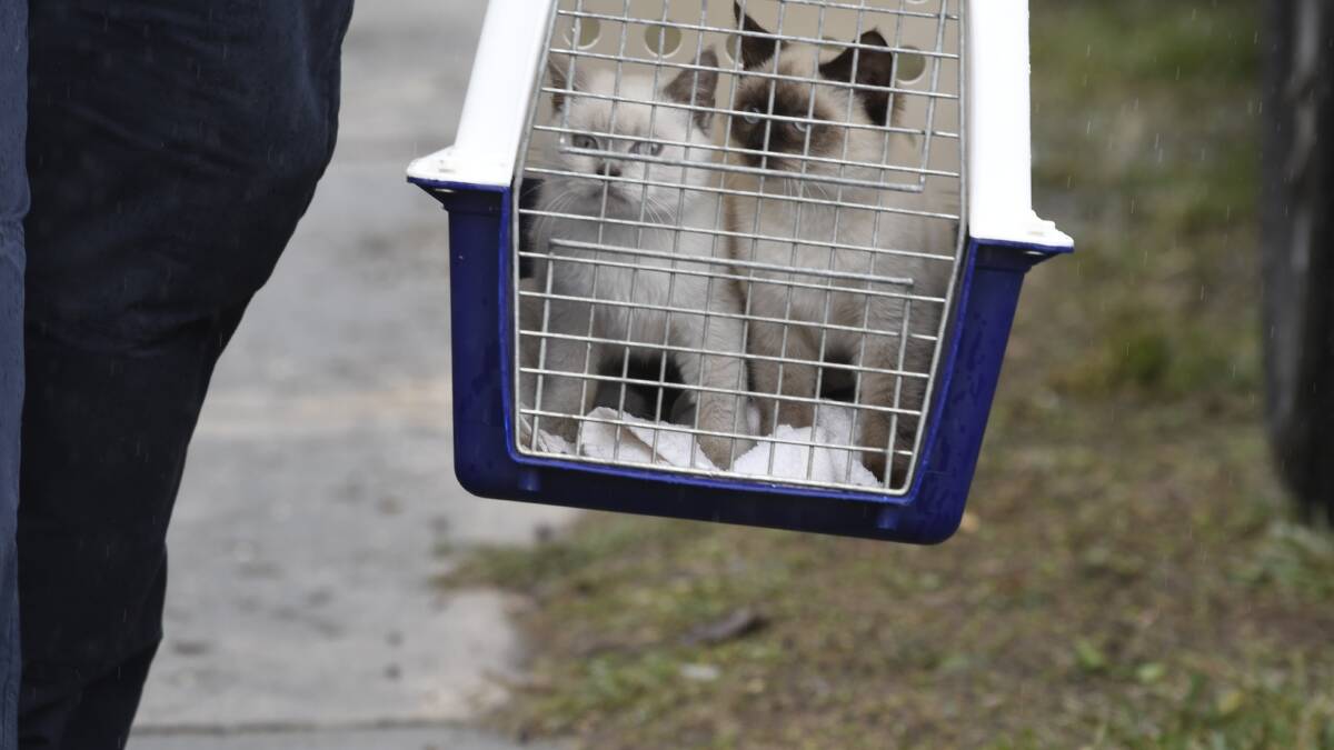 Police and RSPCA swoop on massive cat haul targeting alleged illegal breeders