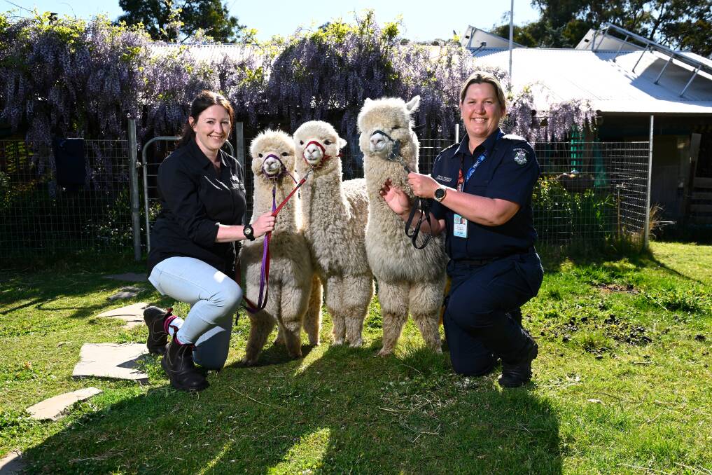 Owner Marie Yorston and Leading Senior Constable Eleanor Bergheim with alpacas Bowie, Sweet Child and Snappy. Picture by Adam Trafford
