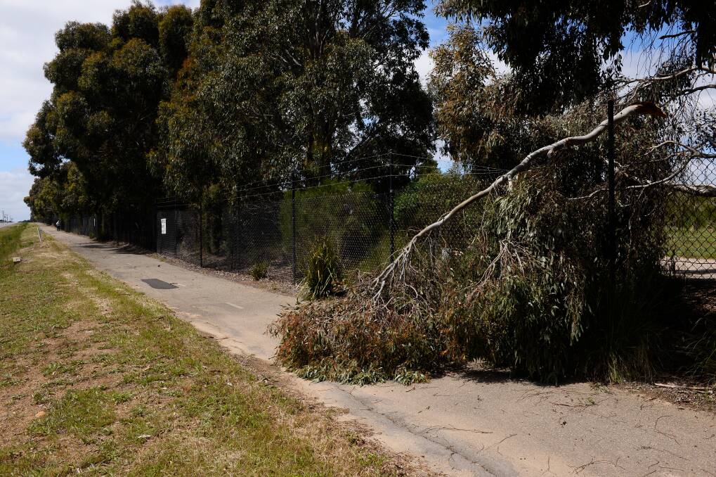 Friday's windy weather could bring down trees, warns the State Emergency Service. Picture file by Adam Trafford