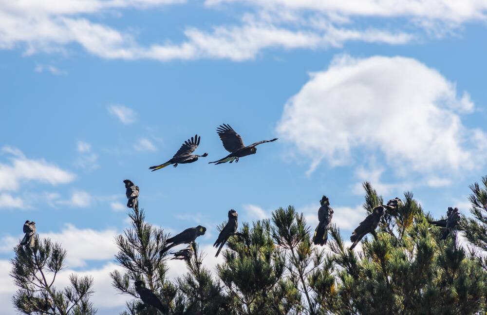 A flock of yellow-tailed black cockatoos in the trees at 420 Gladstone Street, Mount Pleasant. Picture by Doug Main 