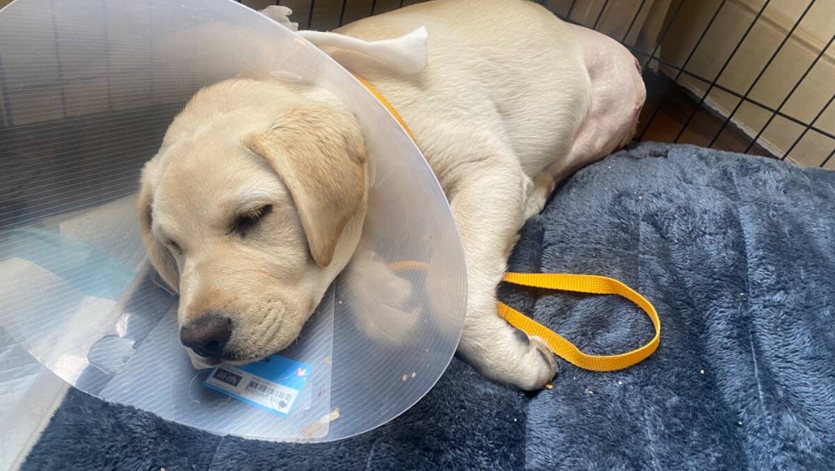 Labrador 'Pippa' is now in recovery mode after having her leg operated on at the weekend. Picture by Lizzie Groves.