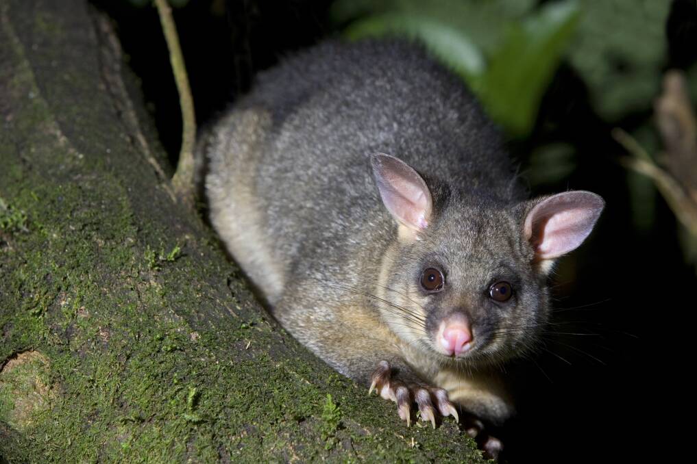 Brushtail possums were among the 326 cat related animal deaths recorded from May 2022 in the Ballarat region. Picture by Shutterstock. 
