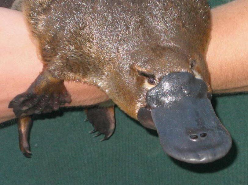 Female platypus found downstream i the Moorabool River at Morrisons. Picture Australian Platypus Conservancy.