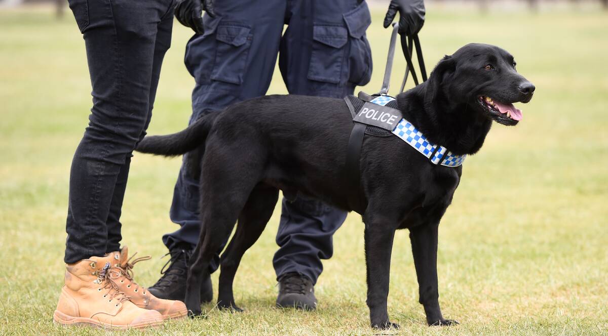 Ballarat police are bracing for the music festival season - which starts with Spilt Milk on December 2. This police dog was used at the event in 2029. Picture by Adam Trafford.