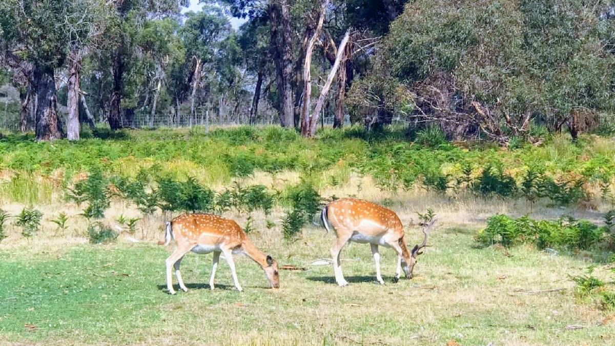Fallow deer are mid-sized - and the most common species you'll find around Ballarat. Picture by Field and Game Australia.
