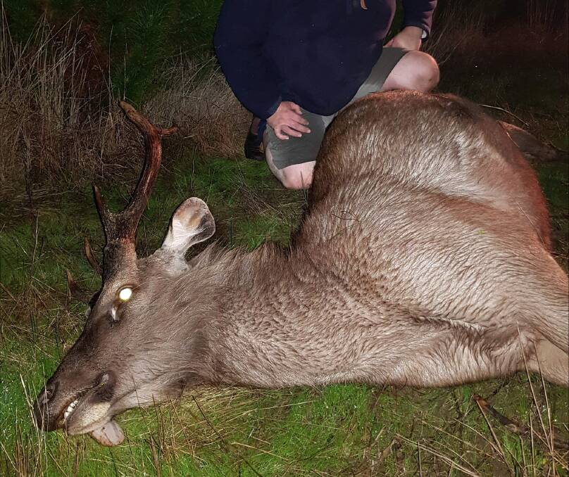 Sambar deer can grow up to 180kg. This one was hunted in a private Christmas tree plantation in the Ballarat region. Picture supplied by Field and Game Australia.