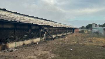 Twenty thousand chickens have died after a shed fire blaze, with 16 CFA units responding. Picture supplied