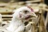 Australia is the only continent free from the HPAI H5 strain of avian influenza. Picture by AP