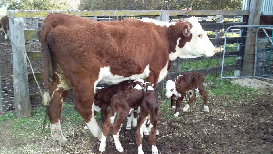 Victorian Cow Gives Birth To Four Calves After Having Twins The Year