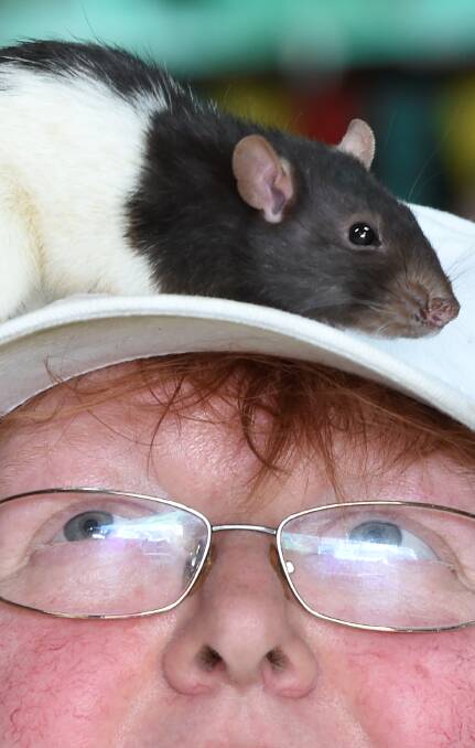FURRY FRIEND: Angela Lyons with her pet rat Rosie getting cosy at the Ballarat animal nursery. Picture: Lachlan Bence
