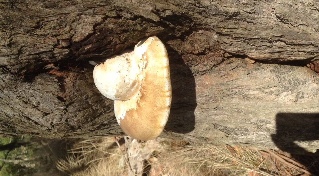 FUNGUS: The white punk normally grows several metres up a tree, but this one appears to have taken hold in an injured part of the lower trunk.