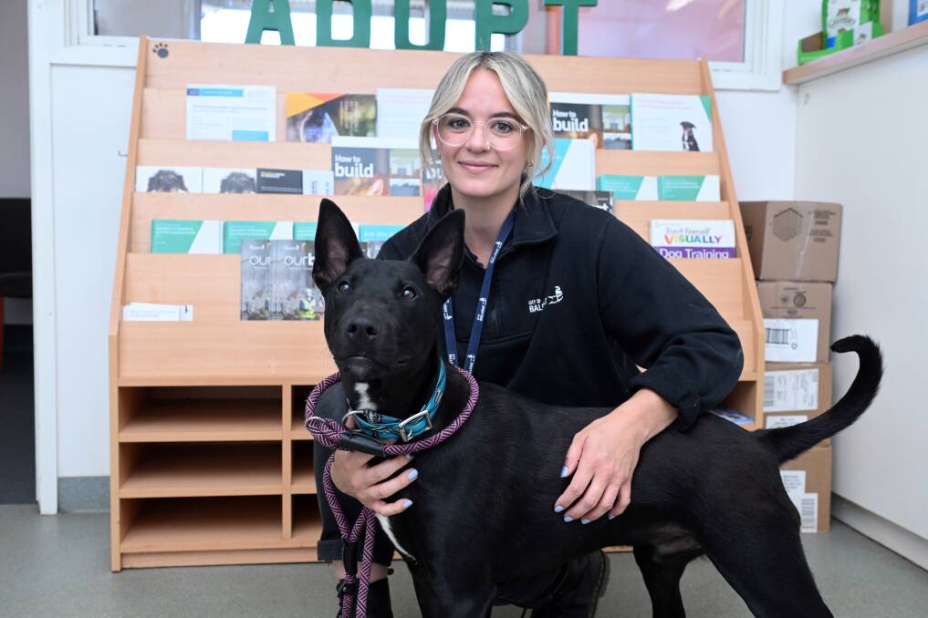 Playful Gerry, the one-year-old kelpie-bull terrier with Tara Parada from the Ballarat Animal Shelter, is looking for a loving forever home. Picture by Kate Healy