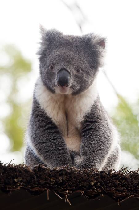 A koala at the Ballarat Wildlife Park. Picture by Kate Healy