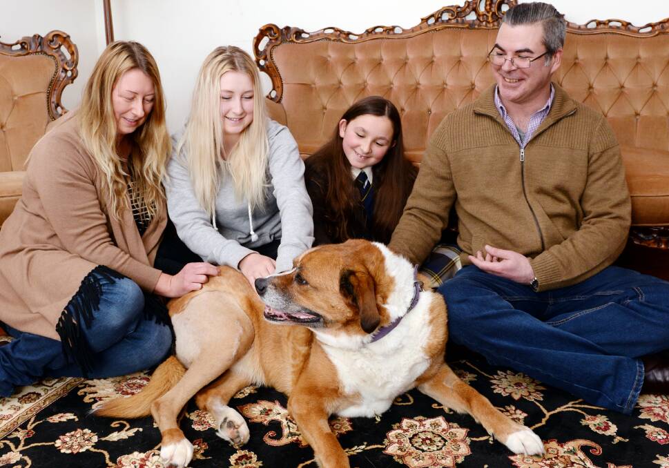 Boxer cross Phoebe with owners Tara, Shadae Shaw, Heidi, 9, and Reg Mowat two weeks after her surgery. Picture: Kate Healy.