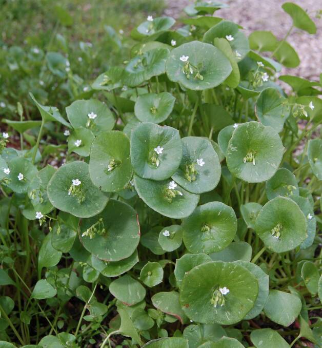INTRODUCED: Miner's lettuce got its name during the Californian gold rush. 