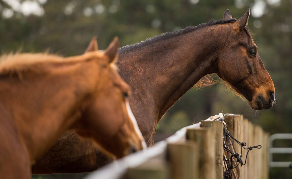 Horse owners have been urged to watch for signs of illness as Agriculture Victoria looks for links between 10 mystery horse deaths. 