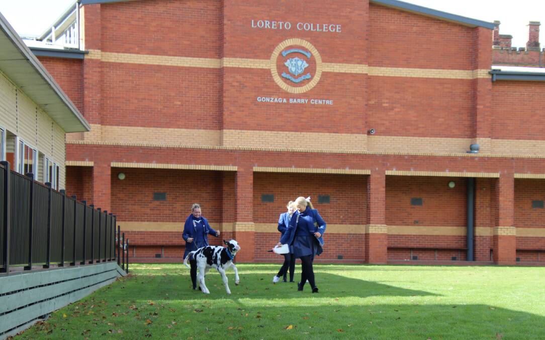 Students involved in the Cows Create Careers program take one of their young charges onto the school oval. Picture supplied