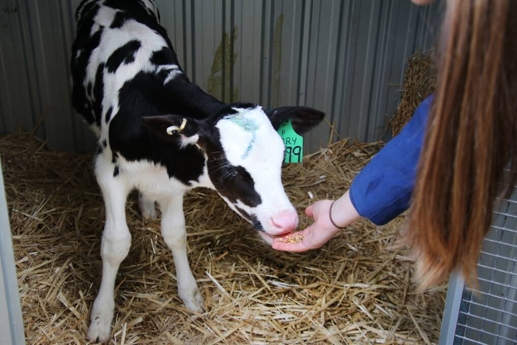 A student feeds one of the two calves that are part of the Cows Create Careers program at Loreto College. Picture supplied