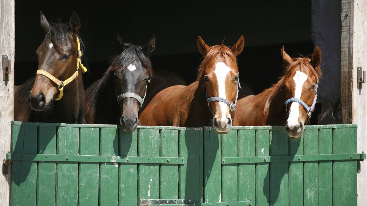 Thirteen horses have died across five properties, but no deaths have been reported since July 14.