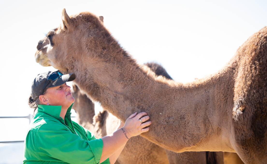 Frustration as Father Bob Maguire's Lordes Camel Sanctuary therapy ...