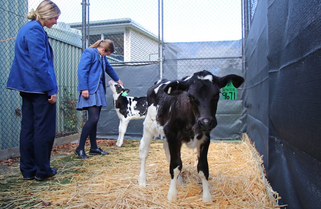 Loreto College agriculture and horticulture students with dairy calves Bessie and Gertie in their enclosure at the school. Picture supplied