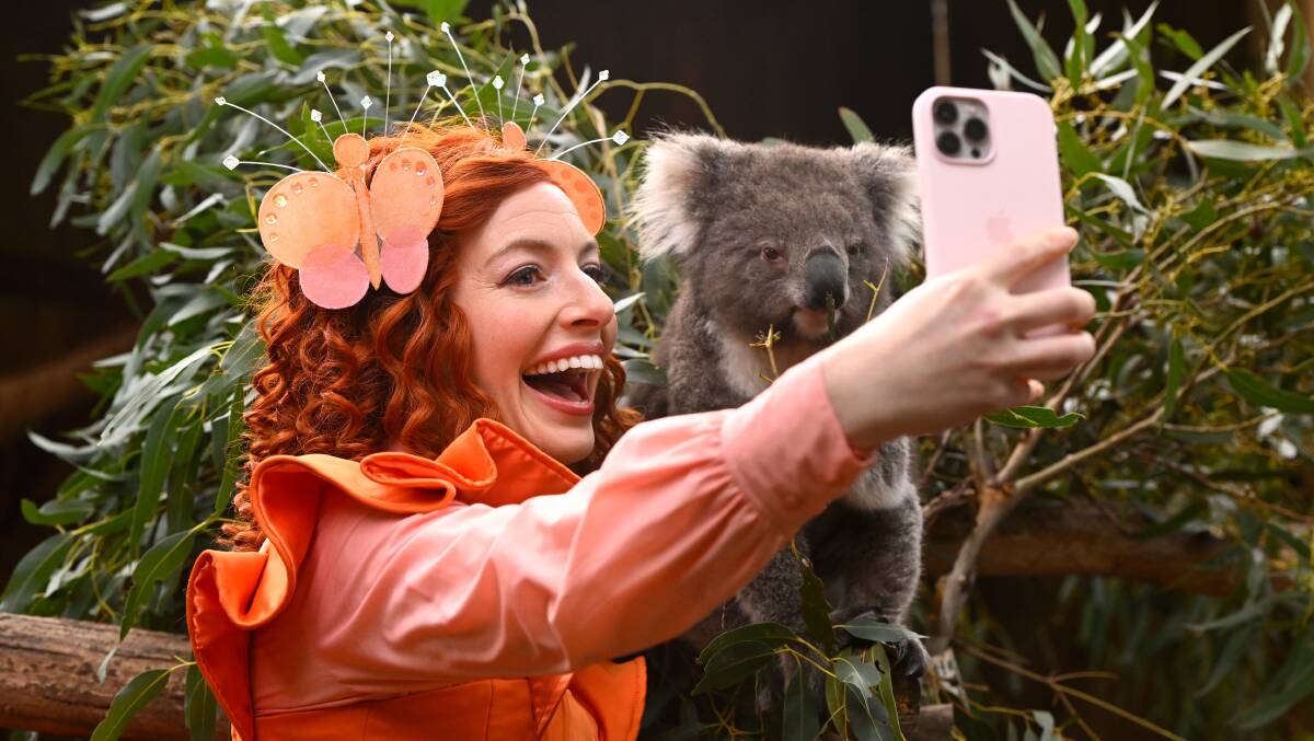Emma meets Obi Wan the koala at Ballarat Wildlife Park. Picture by Adam Trafford