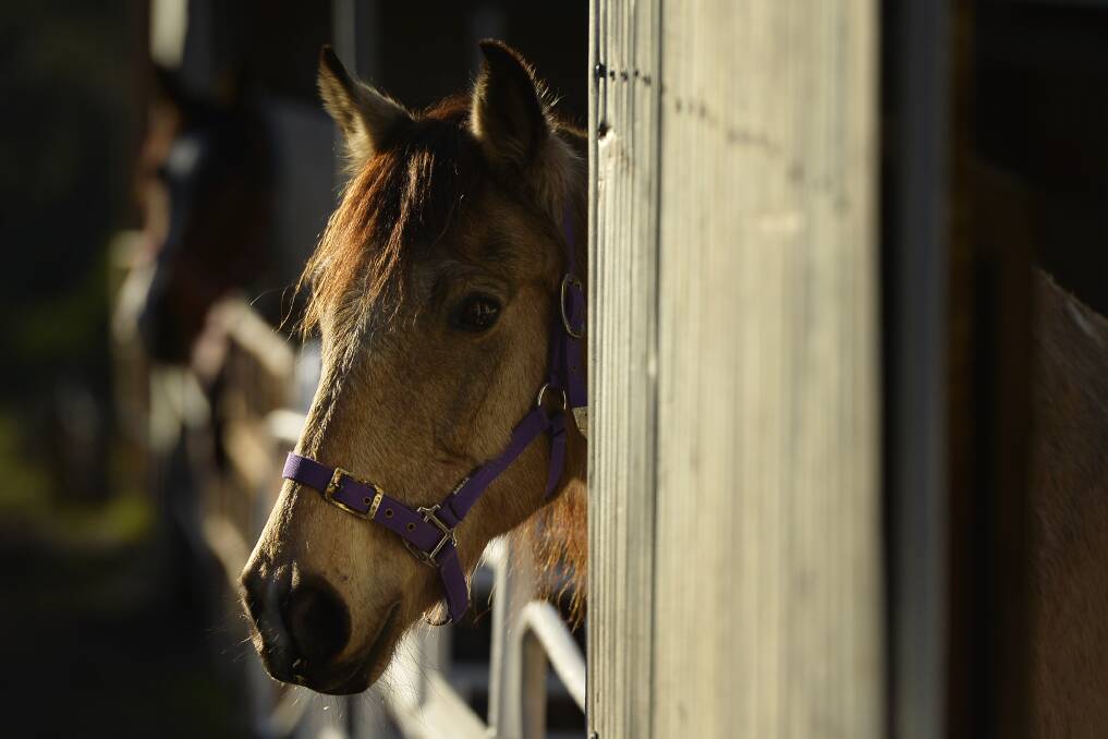 A further four horse deaths have been added to the toll of sudden mystery deaths this month. File photo