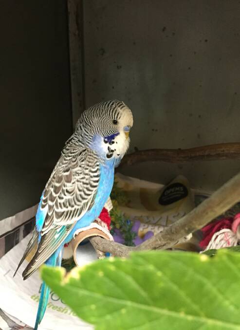 Help: The lost budgerigar vets are calling Houdini.