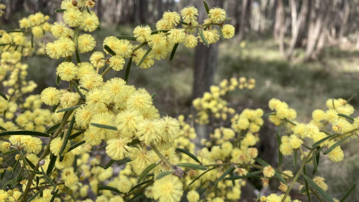 There are more than 22 species of wattles which are indigenous to the Ballarat region. 