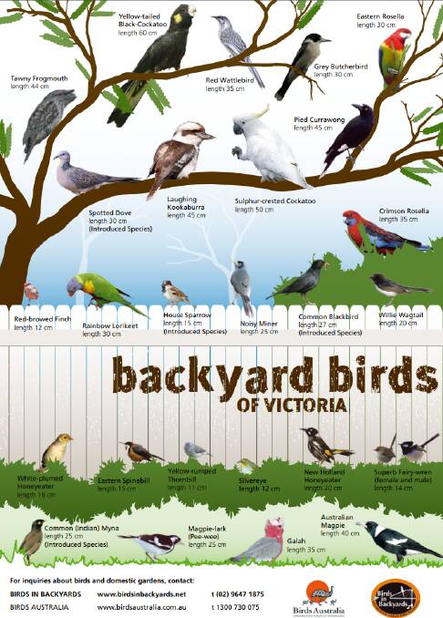 42 Best Pictures Australian Backyard Birds : Aussie Backyard Bird Count Takes Flight Cosmos Magazine