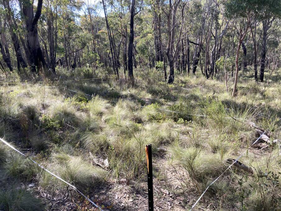 Research project to help protect grevillea species only found in ...