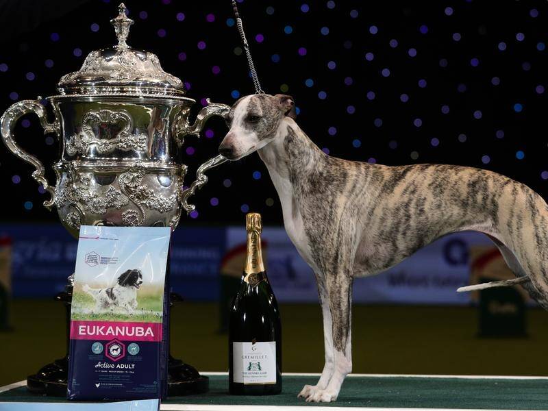 Tease the Whippet wins Crufts best in show The Courier Ballarat, VIC