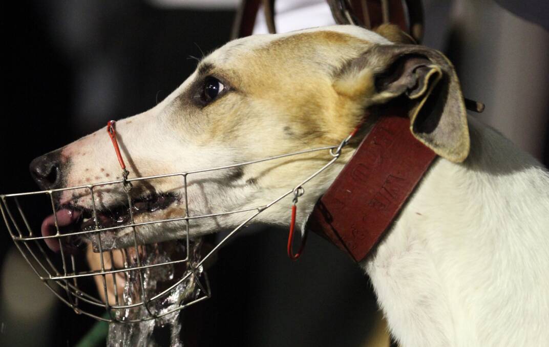 Ballarat greyhound track vet vows support for local industry