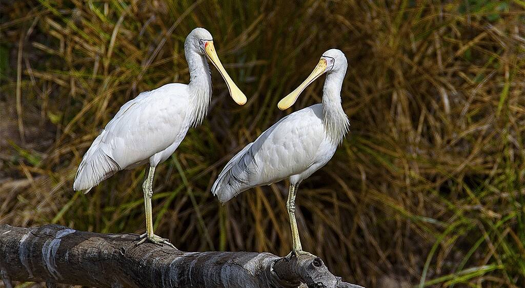 BILL: The yellow-billed spoonbill is moderately common in the Ballarat region, although its numbers fluctuate with the seasons.