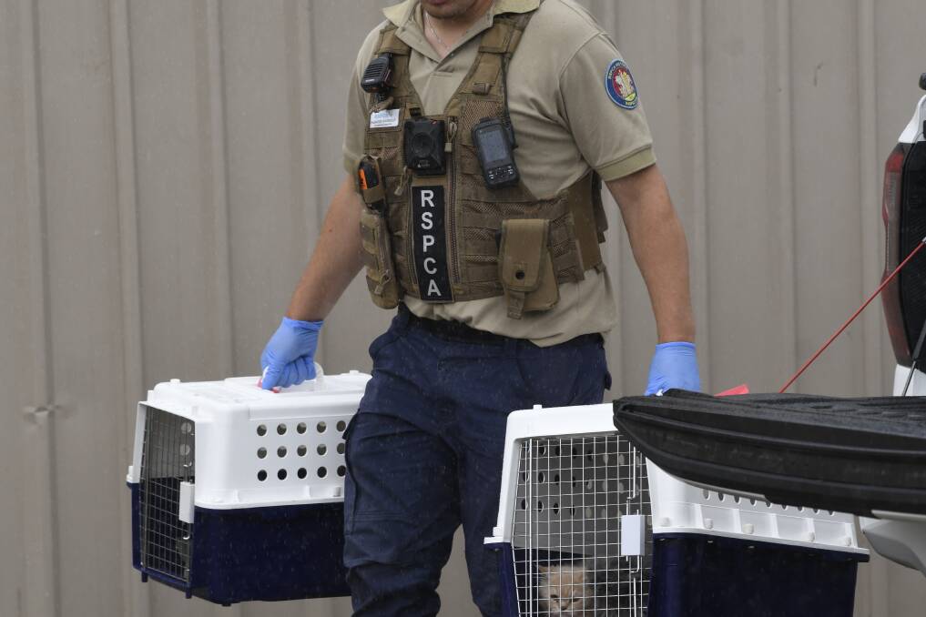 Kittens are removed from one of the properties. Picture by Lachlan Bence