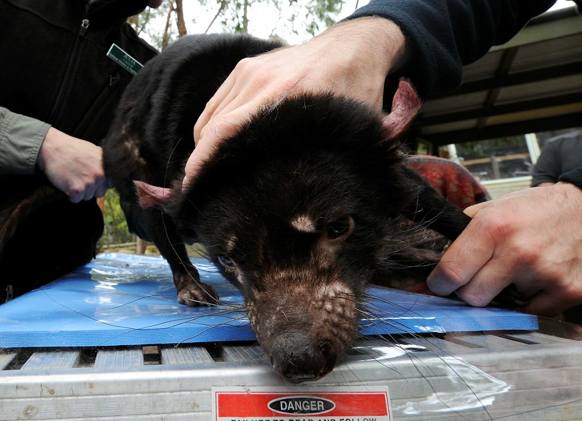 Ballarat Wildlife Park's Tasmanian Devil Day is helping securing a